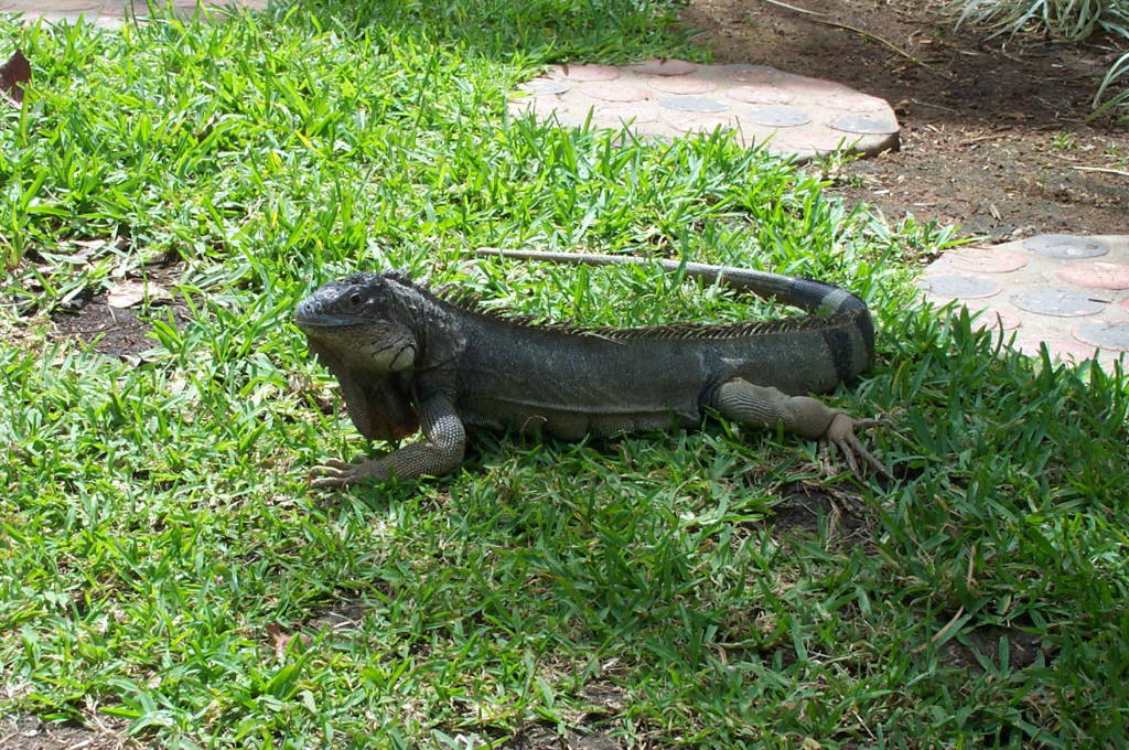2003 Aruba